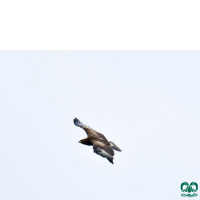 گونه عقاب خالدار کوچک Lesser Spotted Eagle